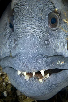Magnus Lundgren Prints: Atlantic wolffish (Anarhichas lupus) close-up of face, Saltstraumen, Bod, Norway