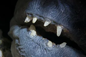 Atlantic wolffish (Anarhichas lupus) close-up of mouth, Saltstraumen, Bod, Norway