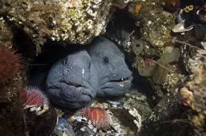 Two Atlantic wolffish (Anarhichas lupus) looking out of hole, Saltstraumen, Bod, Norway