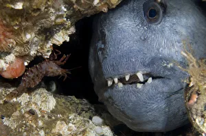 Atlantic wolffish (Anarhichas lupus) looking through hole in rocks, Saltstraumen