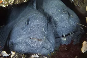 Images Dated 7th October 2008: Two Atlantic wolffish (Anarhichas lupus) side by side, Saltstraumen, Bod, Norway