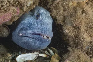 Anarhichas Gallery: Atlantic wolfish (Anarhichas lupus) looking out hole, Bay of Fundy, New Brunswick