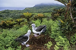 Albatross Gallery: Atlantic yellow-nosed albatross (Thalassarche chlororhynchos) courtship display, Gough Island