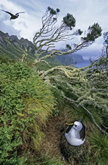 Atlantic yellow-nosed albatross (Thalassarche chlororhynchos). nesting amid ferns