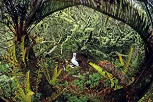 Atlantic yellow-nosed albatross (Thalassarche chlororhynchos)