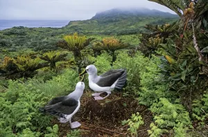 Atlantic yellow-nosed albatross (Thalassarche chlororhynchos) courtship display, Gough Island