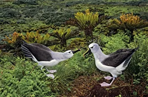 Albatross Prints: Atlantic yellow-nosed albatross (Thalassarche chlororhynchos) courtship display sequence