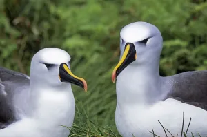 Atlantic yellow-nosed albatross (Thalassarche chlororhynchos) pair, Gough Island, Gough