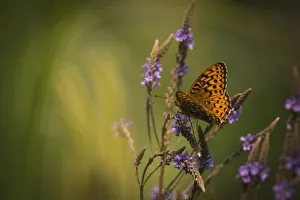 Heliconian Prints: Atlantis frittilary (Speyeria atlantis) New Brunswick, Canada, July