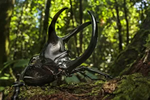 July 2021 Highlights Gallery: Atlas beetle / Three-horned rhinoceros beetle male (Chalcosoma sp