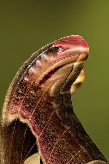 Emperor Moth Prints: Atlas moth (Attacus atlas) wing tip detail showing 'snake head' warning pattern