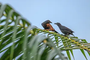 Palm Tree Prints: Two Atoll starlings (Aplonis feadensis heureka) perched in Palm tree interacting