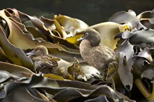 Anatinae Gallery: Auckland Island brown teal (Anas aucklandica) flightless and feeds and roosts in onshore kelp beds