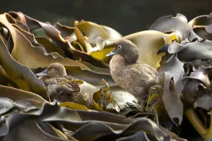Kelp Prints: Auckland Island brown teal (Anas aucklandica) flightless and feeds and roosts in onshore kelp beds