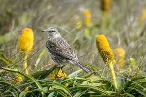 Enderby Island Prints: Auckland Island pipit (Anthus novaeseelandiae) perched amongst flowers