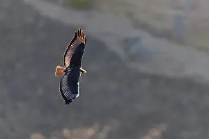 Buteo Prints: Augur buzzard (Buteo rufofuscus) soaring over farmland