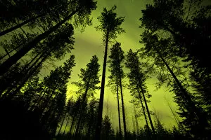 Images Dated 23rd October 2019: Aurora Borealis above silhouetted trees, northern Finland, March