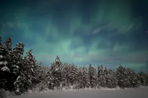 Images Dated 14th February 2011: Aurora Borealis over snowy pine forest, Finland. February 2011