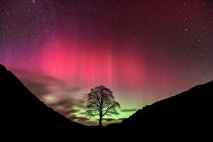 Landscape Collection: Aurora Borealis over Sycamore Gap, Hadrians Wall, Northumberland, England