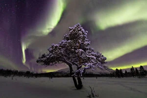 Aurora over lone pine tree in Abisko National Park, Abisko, North Sweden. February 2020