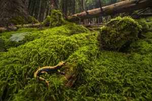 Images Dated 14th October 2020: Auroras salamander (Salamandra atra aurorae), endemic to Asiago plateau, Italy