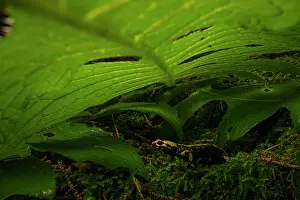 Caudata Prints: Aurora's salamander (Salamandra atra aurorae) hiding beneath leaf