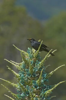 Austral blackbird (Curaeus curaeus) with pollen on head after nectaring on Blue puya