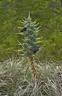 Poales Collection: Austral blackbirds (Curaeus curaeus) and Austral thrush (Turdus falcklandii) nectaring
