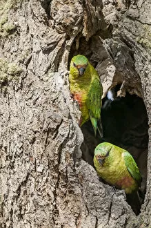 Arini Gallery: Austral parakeet (Enicognathus ferrugineus), investigating potential nest cavity in