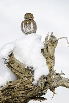 Chile Prints: Austral pygmy owl (Glaucidium nana) perched on snow covered tree stump