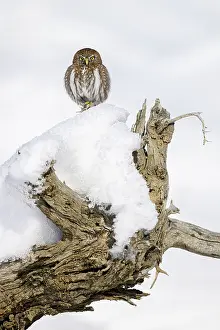 Chile Prints: Austral pygmy owl (Glaucidium nana) perched on snow covered tree stump