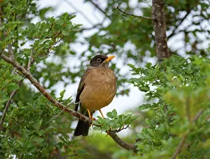 Argentina Prints: Austral thrush (Turdus falcklandii) perched on branch, Ushuaia, Argentina