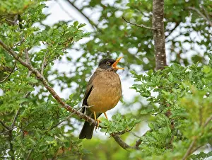 Argentina Prints: Austral thrush (Turdus falcklandii) perched on branch, singing, Ushuaia, Argentina