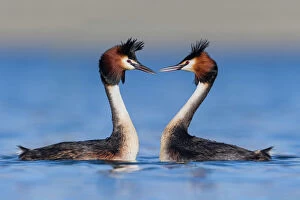 Reproduction Collection: Australasian crested grebe pair (Podiceps cristatus australis) in courtship display