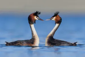 Reproduction Prints: Australasian crested grebe pair (Podiceps cristatus australis) in courtship display