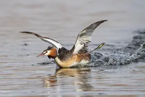Territorial Prints: Australasian crested grebe (Podiceps cristatus australis)