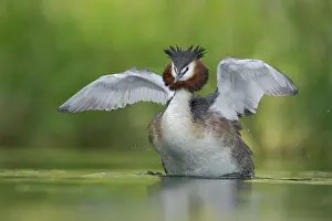 New Zealand Prints: Australasian crested grebe (Podiceps cristatus australis) stretching its wings on water