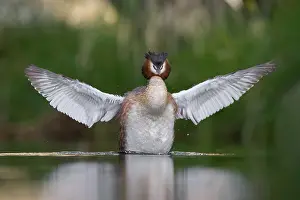 New Zealand Prints: Australasian crested grebe (Podiceps cristatus australis) on water stretching its wings