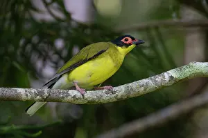 Queensland Prints: Australasian figbird (Sphecotheres vieilloti) perched on branch