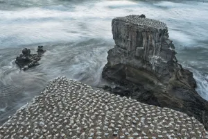 Australasian gannet / Takapu (Morus serrator) breeding colony on cliffs, Muriwai gannet colony