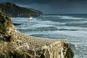 New Zealand Prints: Australasian gannet / Takapu (Morus serrator) in flight