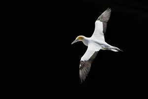 North Island Prints: Australasian gannet / Takapu (Morus serrator) in flight against black background