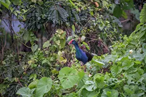 Swamphen Prints: Australasian swamphen (Porphyrio melanotus) perched among vegetation