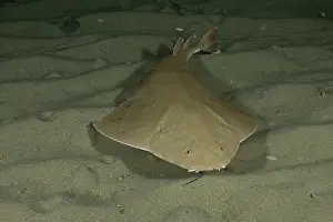Shark Prints: Australian angel shark (Squatina australis) swimming over sandy seabed at night