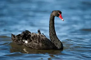 Swimming Gallery: Australian Black Swan (Cygnus atratus) Bay of Shoals, Kingscote, Kangaroo Island