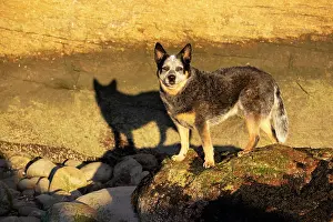 Natural Light Prints: Australian cattle dog standing on rocks on the shore, Madison, Connecticut, USA. October