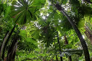 Arecales Prints: Australian fan palm forest (Licuala ramsayi)