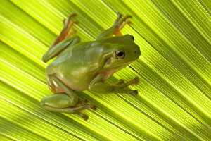 2019 April Highlights Collection: Australian green tree frog (Litoria caerulea) camouflaged on Palm leaf. Lake Argyle