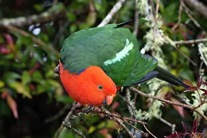 Myrtaceae Prints: Australian king parrot (Alisterus scapularis) male