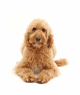 Images Dated 27th November 2017: Australian Labradoodle